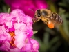 bees_012