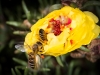 bees_017