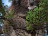 koalas_060