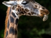 Giraffe close up of head and neck