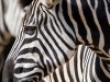 Zebra up close portrait