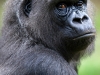 Gorilla portrait - head and shoulders